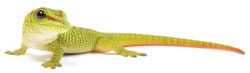 Gecko Hyperweb